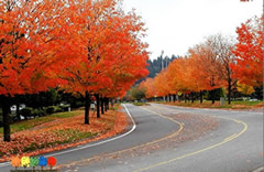 象美國(guó)改良紅楓、挪威楓等具有鮮明的彩葉特色的彩色落葉闊葉樹(shù)種是街道、公路兩旁的行道樹(shù)種的優(yōu)選。這些彩色闊葉樹(shù)種樹(shù)形的氣勢(shì)磅礴，提供的遮蔭環(huán)境很好，冬暖夏涼，秋天景色迷人，色彩豐富，讓路人感覺(jué)到車(chē)移景異的效果。