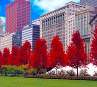 應(yīng)用于城市風(fēng)景的美國(guó)紅楓鑒賞
