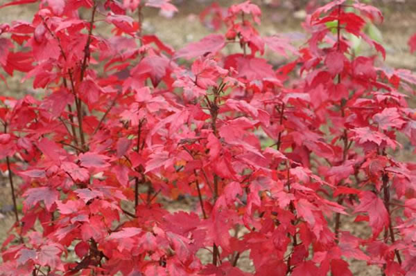 美國(guó)紅楓